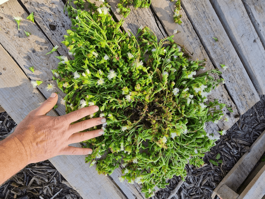 Sceletium Cultivation (Kanna)