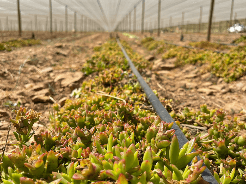 Sceletium Cultivation (Kanna)