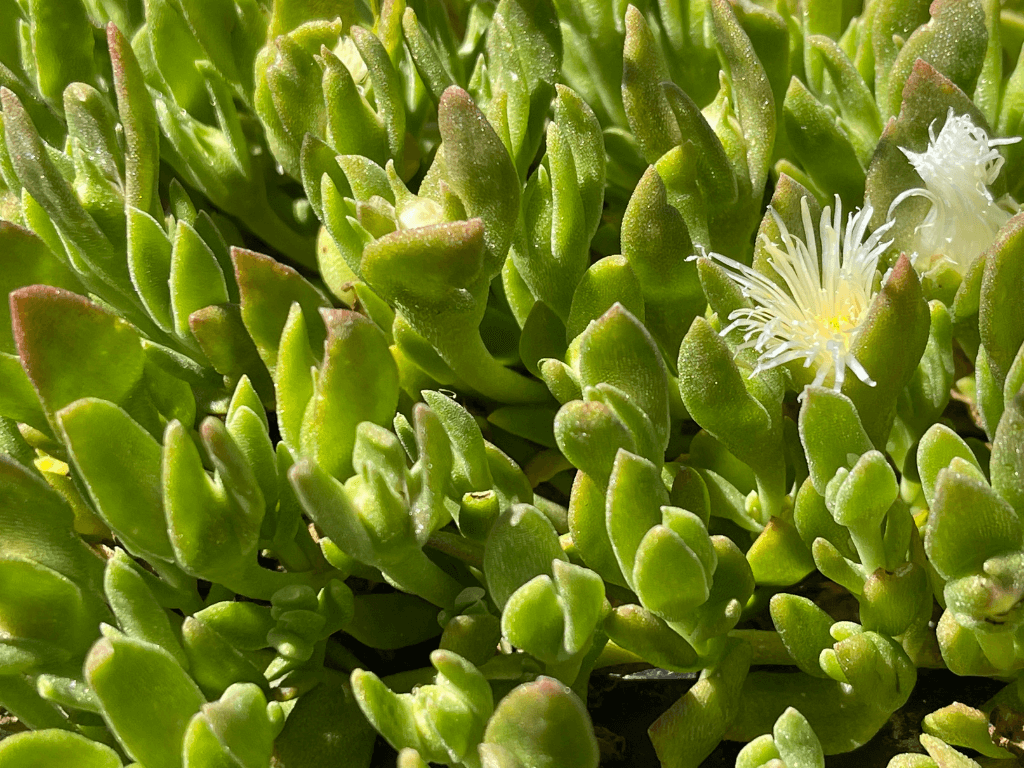 Sceletium tortuosum