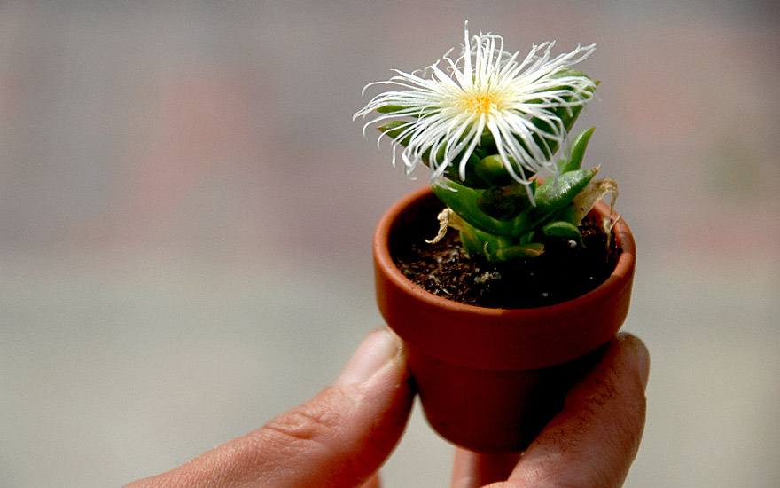 Kanna Sceletium