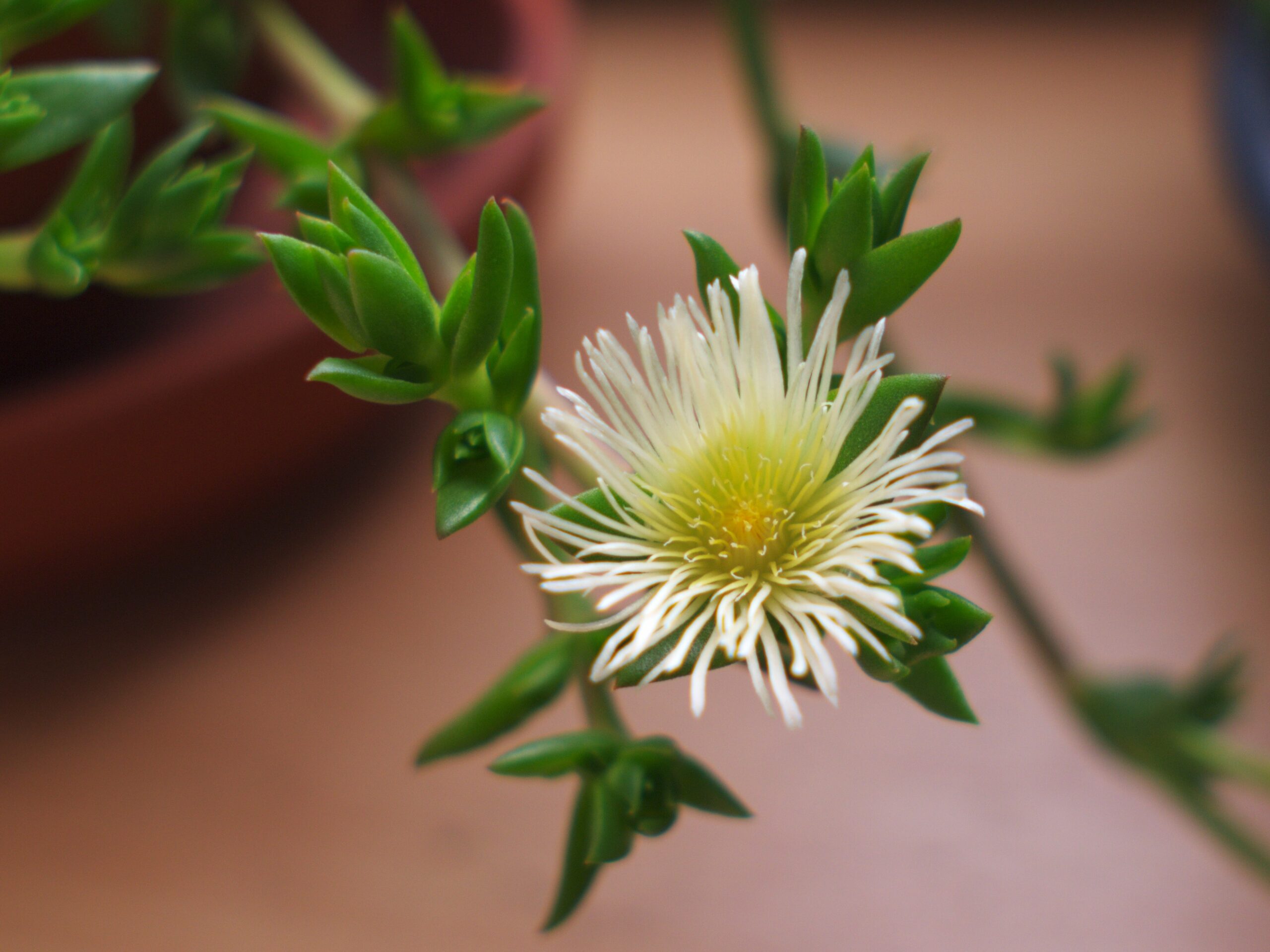 Sceletium