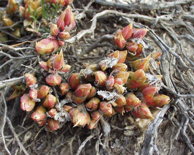 Sceletium_tortuosum_01102003_Afrique_du_sud_2